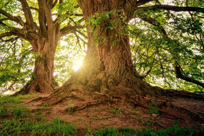 Sunlight filters through the branches of towering oak trees in a serene forest setting.